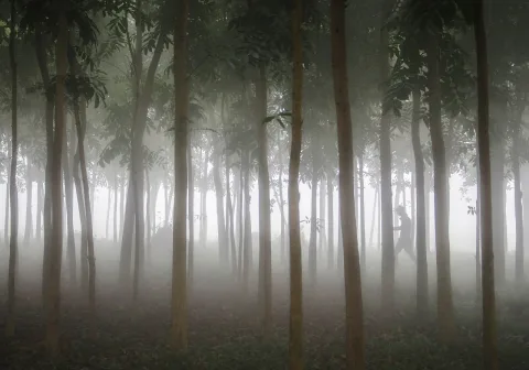 লাউয়াছড়া জাতীয় উদ্যান