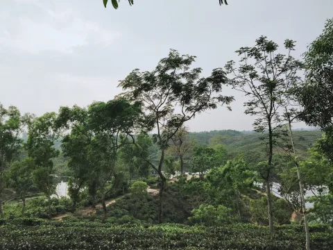 মধুপুর জাতীয় উদ্যান
