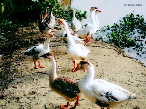 হাকালুকি হাওর
