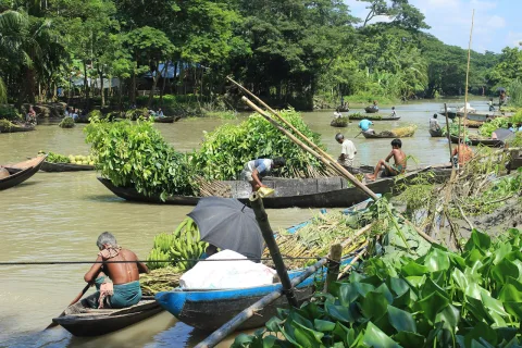 আটঘর-কুড়িয়ানা ভাসমান পেয়ারা বাজার
