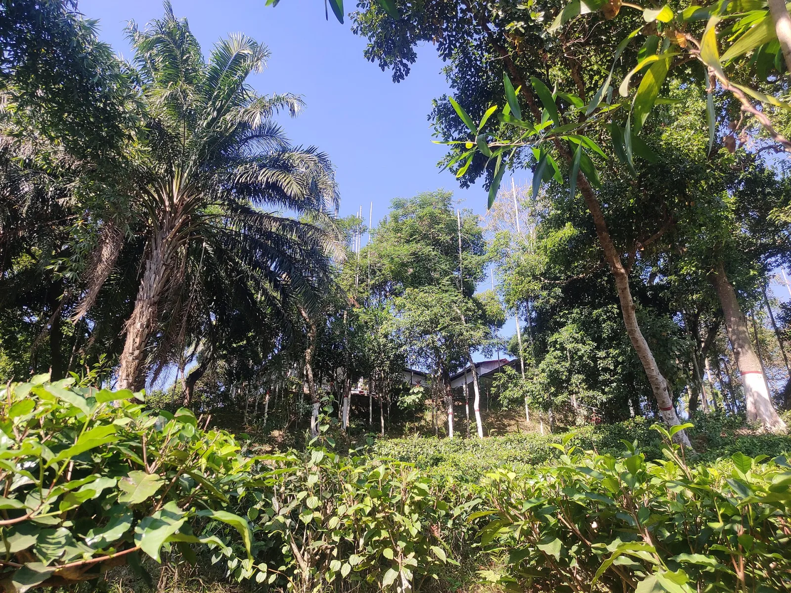 মালনীছড়া চা-বাগান