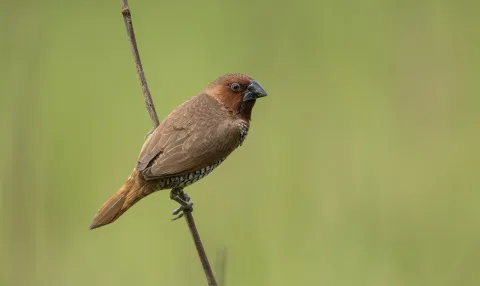 ভাওয়াল জাতীয় উদ্যান