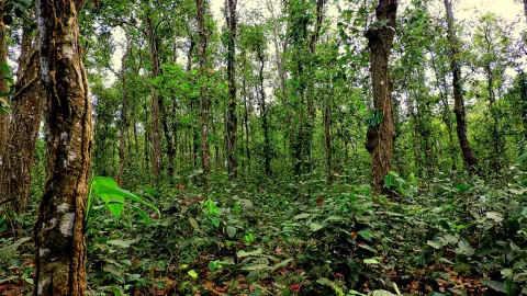 সিংড়া জাতীয় উদ্যান