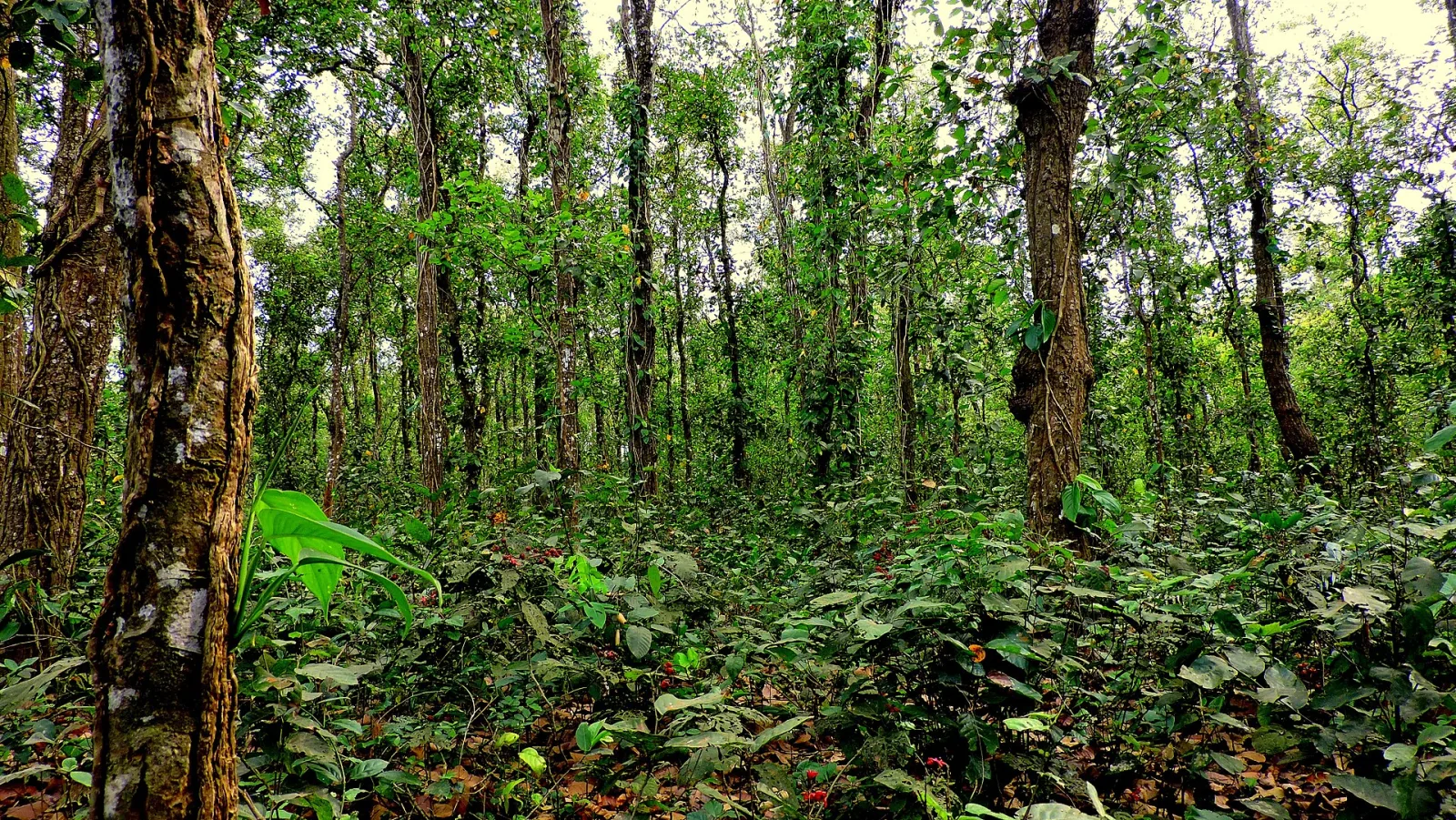 সিংড়া জাতীয় উদ্যান
