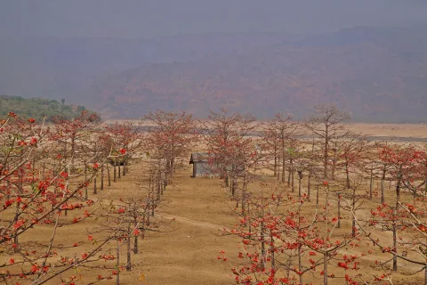 শিমুল বাগান